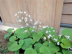 20100425-03.jpg
