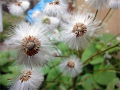 20100425-04.jpg