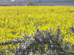 20100315-01.jpg
