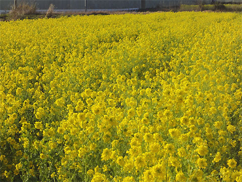 20100315-04.jpg