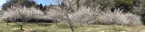 20100314-01.jpg