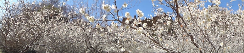20100314-02.jpg