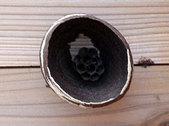 20100604-03.jpg
