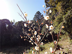 20110106-01.jpg