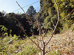 20110106-02.jpg