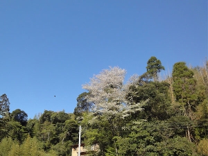 20110424-02.jpg